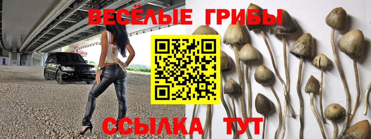 Галлюциногенные грибы Cubensis  Псилоцибиновые грибы ЛСД  купить наркотики цена  Елизово  Вход с VPN 